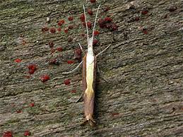 Attēlu rezultāti vaicājumam “Ypsolopha dentella”