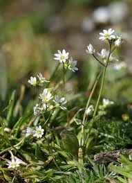 Attēlu rezultāti vaicājumam “Erophila verna leaf”