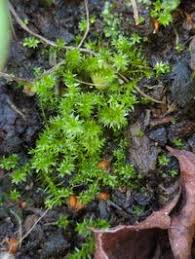 Attēlu rezultāti vaicājumam “Pohlia nutans”