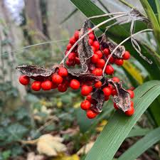Attēlu rezultāti vaicājumam “Lunaria rediviva fruit”