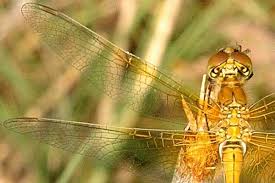 Attēlu rezultāti vaicājumam “Sympetrum flaveolum”