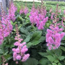 Attēlu rezultāti vaicājumam “Astilbe chinensis”