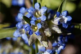 Attēlu rezultāti vaicājumam “Gentiana cruciata flower”