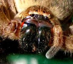 Image result for crab spider