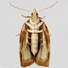 Attēlu rezultāti vaicājumam “Pandemis cinnamomeana”