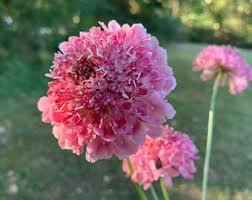 Image result for Scabiosa canescens