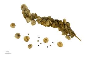 Attēlu rezultāti vaicājumam “Atriplex littoralis fruit”