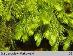 Attēlu rezultāti vaicājumam “Blepharostoma trichophyllum”