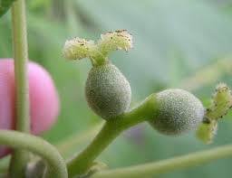 Attēlu rezultāti vaicājumam “Juglans mandshurica female flower”