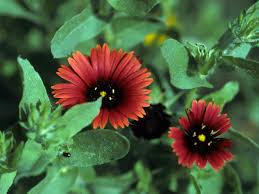 Image result for Gaillardia amblyodon