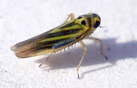 Attēlu rezultāti vaicājumam “Eupteryx vittata”