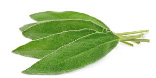 Image result for Salvie