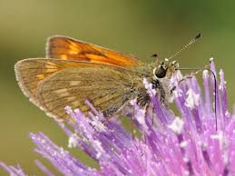 Attēlu rezultāti vaicājumam “Ochlodes sylvanus female”