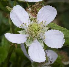 Attēlu rezultāti vaicājumam “Rubus plicatus flower”