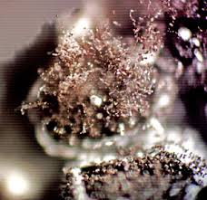 Attēlu rezultāti vaicājumam “Diderma spumarioides macro”