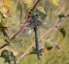 Attēlu rezultāti vaicājumam “Cordulidae”