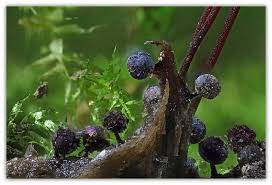 Attēlu rezultāti vaicājumam “Lamproderma arcyrioides”