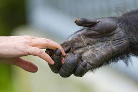 Attēlu rezultāti vaicājumam “Primates”