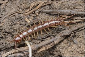 Attēlu rezultāti vaicājumam “Lithobius forficatus”