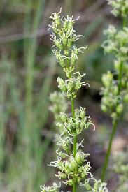 Attēlu rezultāti vaicājumam “Silene otites”