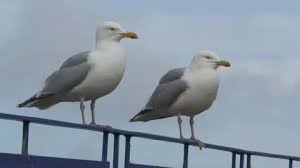 Attēlu rezultāti vaicājumam “Larus argentatus adult”