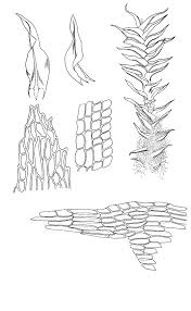 Attēlu rezultāti vaicājumam “Meesia triquetra”