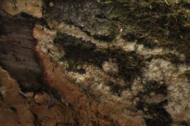 Attēlu rezultāti vaicājumam “Oxyporus corticola”