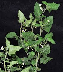 Attēlu rezultāti vaicājumam “Solanum nigrum leaf”