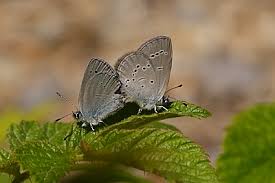 Attēlu rezultāti vaicājumam “Cupido minimus female”