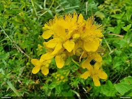 Attēlu rezultāti vaicājumam “Fuligo licentii”