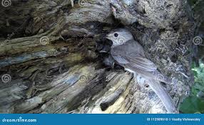 Attēlu rezultāti vaicājumam “Muscicapa striata nest”