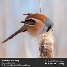 Attēlu rezultāti vaicājumam “Panurus biarmicus male”