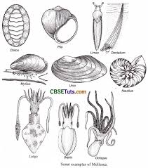 Attēlu rezultāti vaicājumam “Mollusca”
