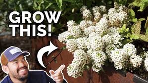 Image result for Alyssum saxatile