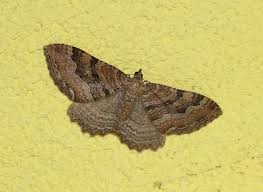 Attēlu rezultāti vaicājumam “Hydria cervinalis”