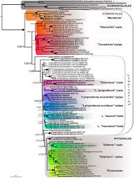 Attēlu rezultāti vaicājumam “Lamproderma arcyrioides stalked”
