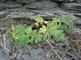Attēlu rezultāti vaicājumam “Lycogala roseosporum sessile”