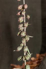 Attēlu rezultāti vaicājumam “Herminium monorchis fruit”