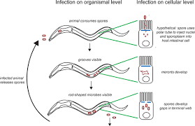 Attēlu rezultāti vaicājumam “Comatricha elegans var. microspora spores”