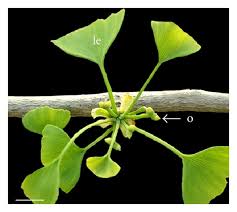 Attēlu rezultāti vaicājumam “Ginkgo biloba female flower”