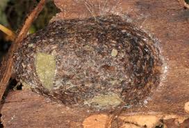 Attēlu rezultāti vaicājumam “Cerura vinula larva”