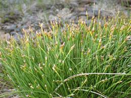 Attēlu rezultāti vaicājumam “Trichophorum cespitosum”