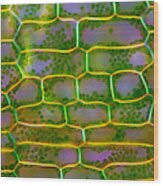 Attēlu rezultāti vaicājumam “Elodea canadensis leaf”