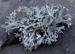 Attēlu rezultāti vaicājumam “Pseudevernia furfuracea”