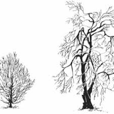 Attēlu rezultāti vaicājumam “Prunus padus var. roseiflora”