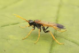 Attēlu rezultāti vaicājumam “Tenthredo campestris female”