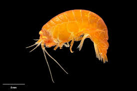 Attēlu rezultāti vaicājumam “Amphipoda”
