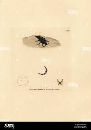 Attēlu rezultāti vaicājumam “Quedius dilatatus”