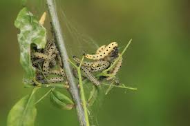 Attēlu rezultāti vaicājumam “Yponomeuta malinellus / cagnagella imago”