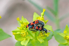 Attēlu rezultāti vaicājumam “Trichodes apiarius”